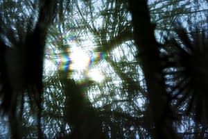 distorted trees with sunlight coming through
