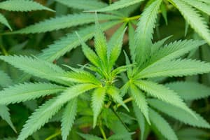 Marijuana Plant Marijuana plant